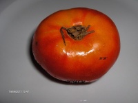 TOMATE Victory Op-1.jpg