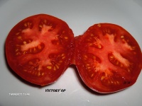 TOMATE Victory Op.jpg