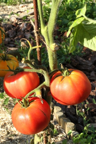 Fichier:Tappy's Finest OP.jpg