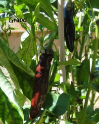 Tazmanian black-1.jpg