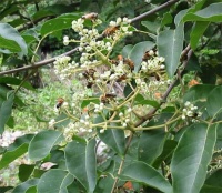 Tetradium Daniellii.jpg