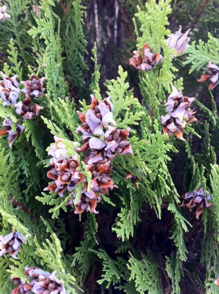 Fichier:Thuya de Chine-1.jpg