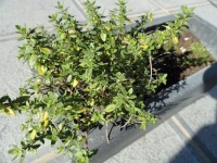Thym Citron Vert.jpg