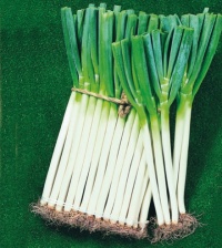 Tige long white Koshigaya.jpg