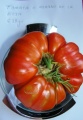 Tomata de la Rioja.jpg