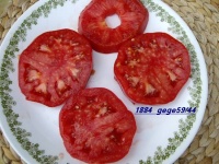 Tomate 1884-1.jpg
