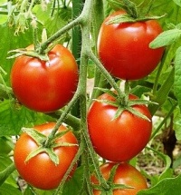 Tomate 42 days.jpg