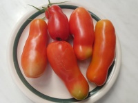 Tomate AURIA-1.jpg
