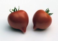 Tomate Annas Multiflora.jpg