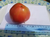 Tomate Batyanya-1.jpg