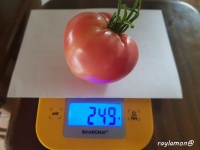 Tomate Batyanya-2.jpg