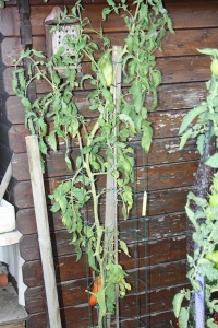 Tomate Big Ray's Argentina Paste OP.jpg