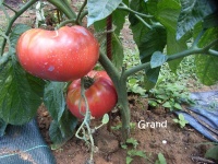 Tomate Brandywine Pink OP.jpg