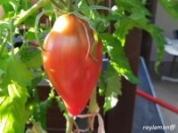 Tomate CUBAN PEPPER LIKE-1.jpg