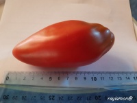 Tomate CUBAN PEPPER LIKE-2.jpg