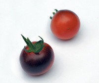 Tomate Chef Hubert.jpg