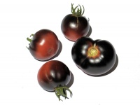 Tomate Chestnut Chocolate.jpg