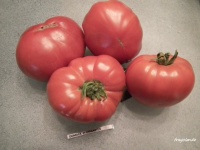 Tomate DOMACA PFARRGARTEN.jpg