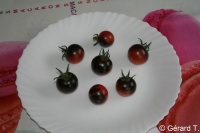 Tomate Farenheit Blue-Black Cherry-1.jpg