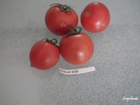 Tomate Géranium Kiss.jpg