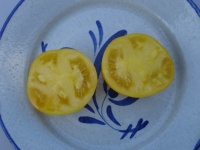 Tomate Golden Boy-1.jpg