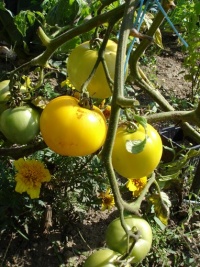 Tomate Golden Boy.jpg