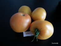 Tomate Gregay-1.jpg