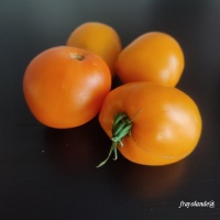 Tomate Gregay-2.jpg