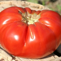 Tomate Grosse des Marais-1.jpg
