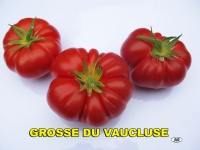 Tomate Grosse du Vaucluse-1.jpg