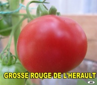 Tomate Grosse rouge de l’Hérault-1.jpg