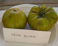 Tomate Gruene Helarios OP-1.jpg
