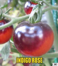 Tomate Indigo Rose-1.jpg