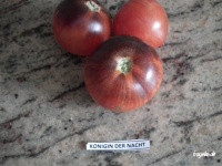 Tomate KÖNIGIN DER NACHT-2.jpg