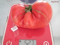 Tomate Maria Amaziliteis Giant Red-1.jpg