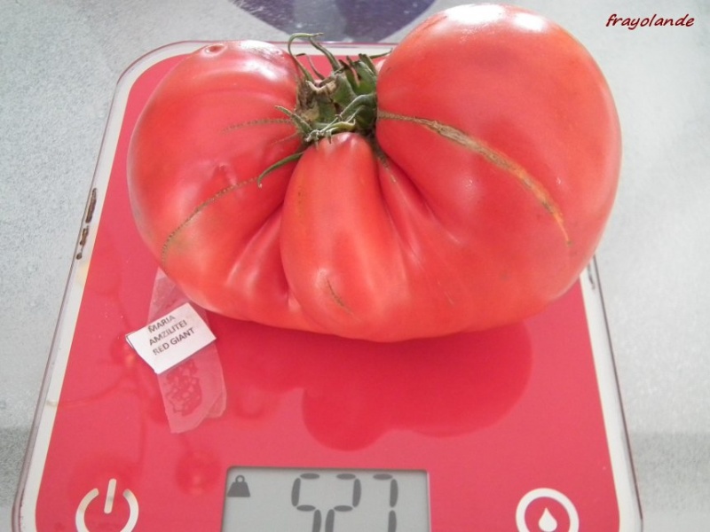 Fichier:Tomate Maria Amaziliteis Giant Red-1.jpg