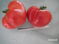 Tomate Maria Amaziliteis Giant Red.jpg