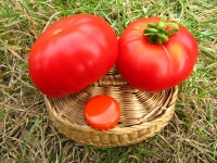 Tomate Marmande-1.jpg