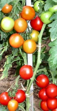 Tomate Minerkikorai OP-1.jpg