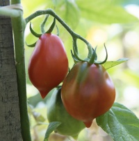 Tomate Mt. Vesuvius.jpg