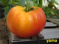 Tomate Nature's Riddle.jpg