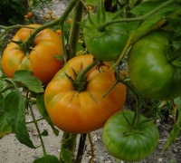 Tomate Old Kentucky-1.jpg