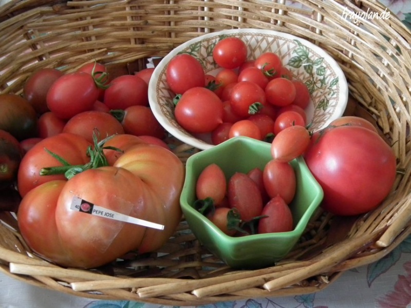 Fichier:Tomate PEPE JOSE-1.jpg