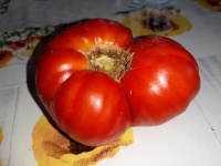 Tomate PEPE JOSE-2.jpg