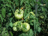 Tomate PEPE JOSE.jpg