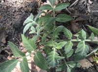 Tomate Primary Colors Angora-1.jpg