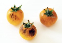 Tomate Primary Colors Angora-2.jpg