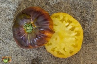 Tomate Purpura Rits-1.jpg