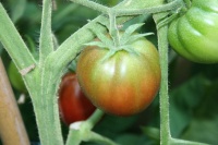 Tomate Rita's black pear op-2.jpg
