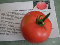 Tomate Russkaya Doucha-2.jpg